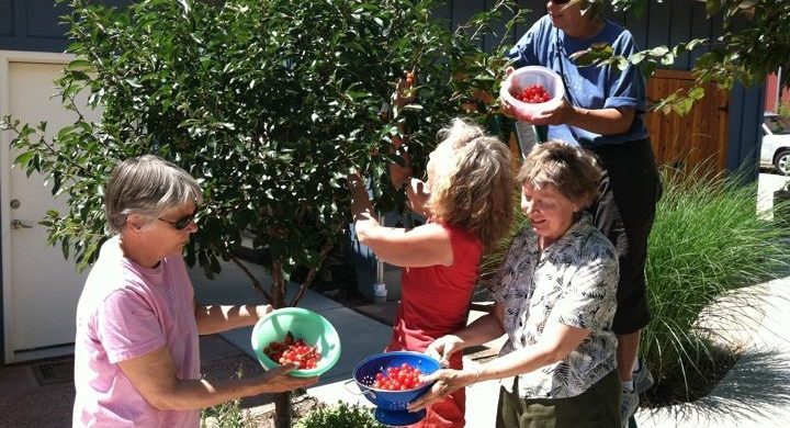 Senior Cohousing: Salud, participación y creación de comunidad